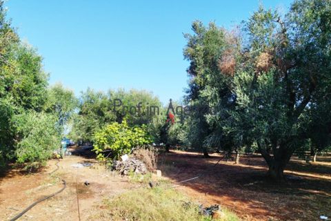 Landejendom i Carovigno, Brindisi, Carovigno - € 140.000 | Ref: 122621 - foto 12
